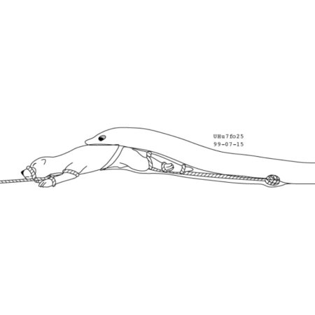 animal genitalia, bdsm, bondage, bound, bound prey, dated